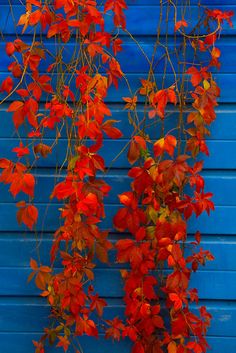 red leaves are growing on the side of a blue building