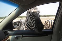 two zebras are seen through the window of a car