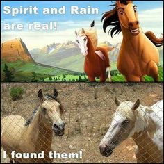 two horses standing next to each other behind a chain link fence with the caption spirit and rain are real found them