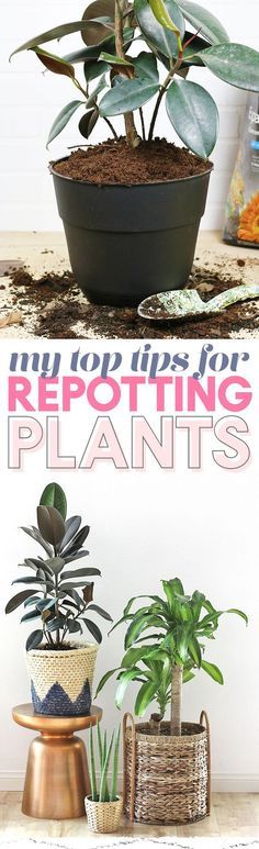 three potted plants sitting on top of a table next to each other with text overlay