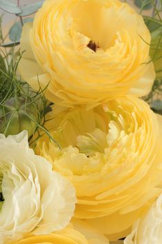 yellow and white flowers are in the middle of some green stems with leaves on them