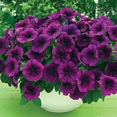 purple petunias in a white bowl on a green tablecloth with trees in the background