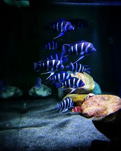 a group of fish swimming in an aquarium