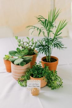 several potted plants sitting on top of a white table cloth covered table with a sign