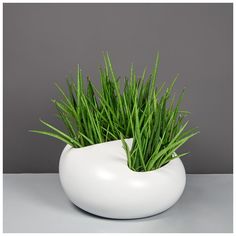 a plant in a white vase on a table