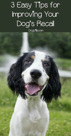 a black and white dog with the words 3 easy tips for improve your dog's recall