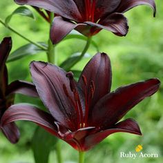 two dark colored flowers with green leaves in the backgrounnd, one large and one small