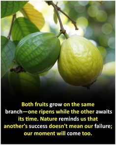 two green fruits hanging from a tree with a quote about fruit grow on the same branch