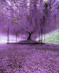 purple flowers are covering the ground and trees