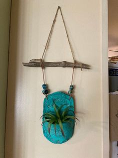 an air plant hanging on a wall