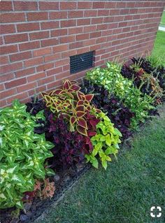 some plants are growing out of the side of a brick wall in front of a building