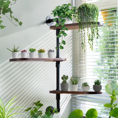 some plants that are sitting on shelves in a room