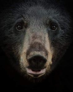 a black bear looking at the camera with an intense look on it's face