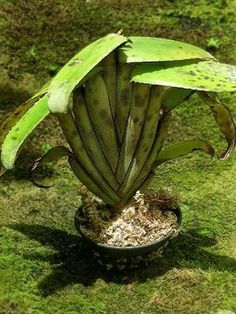 a plant that is growing out of the ground in a pot on some green grass