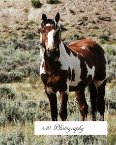 a brown and white horse standing on top of a grass covered field next to a hill