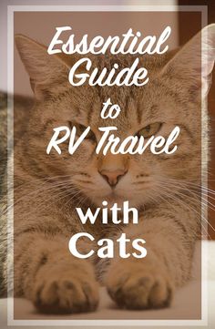 a cat laying down with the words essential guide to rv travel with cats on it