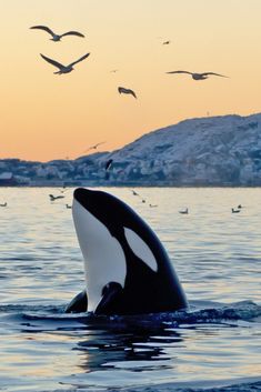 an orca whale in the water with seagulls flying above it at sunset