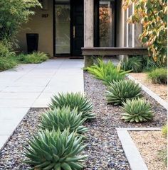 some plants are in front of a house