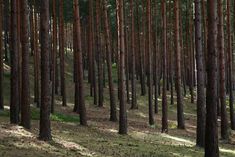 a forest filled with lots of tall trees