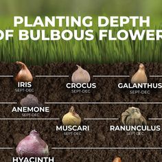 the planting depth of bulbous flowers is shown in this graphic above an image of different types of bulbs