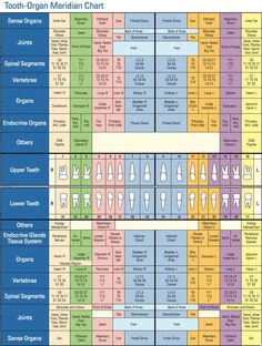 good dental care Teeth Biology, Chinese Meridians, Meridian Energy, Human Mouth, Dental Infection, Holistic Dentistry, Wisdom Tooth Extraction, Body Chart, Dry Socket