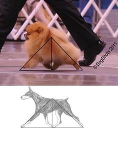 a dog is standing in front of a person's legs and has the shape of a pyramid on it