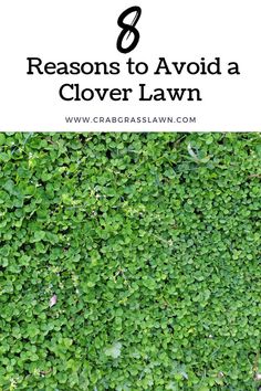 8 Reasons to Avoid a Clover Lawn Grass Seed Types, Lawn Striping, Clover Lawn, Clover Plant, Chamomile Plant, Lawn Alternatives, Outdoor Space Design, Types Of Grass, Plant Fungus