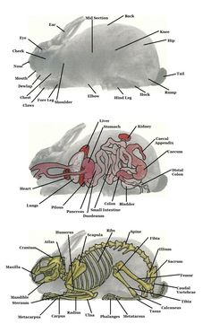 an animal's body and its parts are labeled in this diagram, which shows the bones