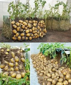 several pictures of potatoes growing in the ground