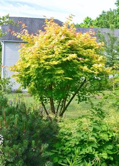 a tree in front of a house with bushes and shrubs around it, next to a fire hydrant