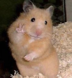 a hamster sitting on top of a pile of hay