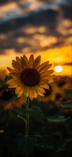 a large sunflower in the middle of a field at sunset with clouds above it