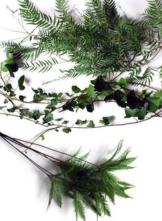 some green leaves and branches on a white background