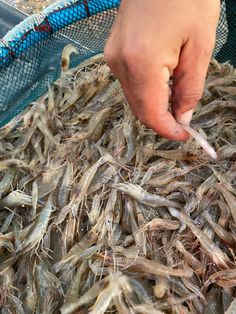 a person is picking up dead fish in a mesh net bag with a toothpick