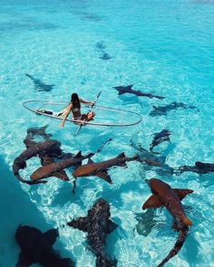 a woman is in the water surrounded by sharks