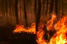 a fire blazing in the middle of a forest filled with lots of red and yellow flames