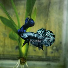 a blue and black fish sitting on top of a green plant