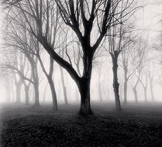 a black and white photo of trees in the foggy forest with no leaves on them