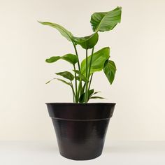 a potted plant with large green leaves on it's side, sitting on a white surface