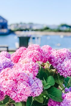 pink and purple flowers in front of a body of water