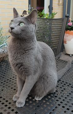 a gray cat sitting on top of a metal chair