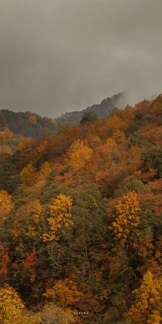 trees with yellow and orange leaves in the foreground, on a dark cloudy day