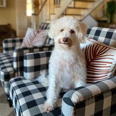 a white dog sitting on top of a couch