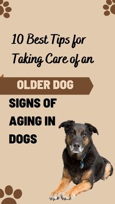 Taking Care of an Older Dog Older Dogs Care Tips, Senior Dog Care Tips, Senior Dog Care, Elderly Dog Care Tips, Senior Dogs, Senior Dogs Care, Elderly Dogs