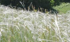 the tall grass is blowing in the wind