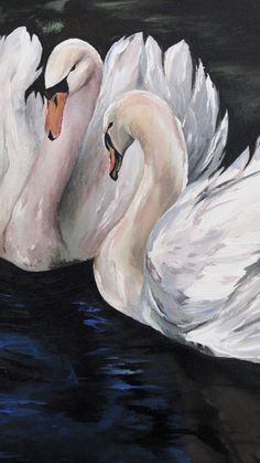 two white swans are swimming in the water