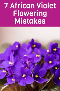 purple flowers with the words 7 african violet flowering mistakes