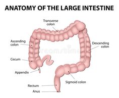 the anatomy of the large intestine