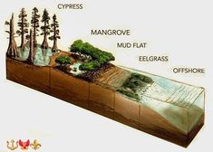 an image of a cut in half showing the different types of trees on land and water