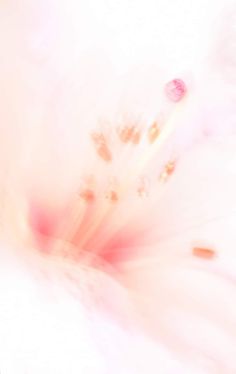 blurry photograph of flowers in white and pink